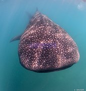 Poissons cartilagineux - Sharks and rays